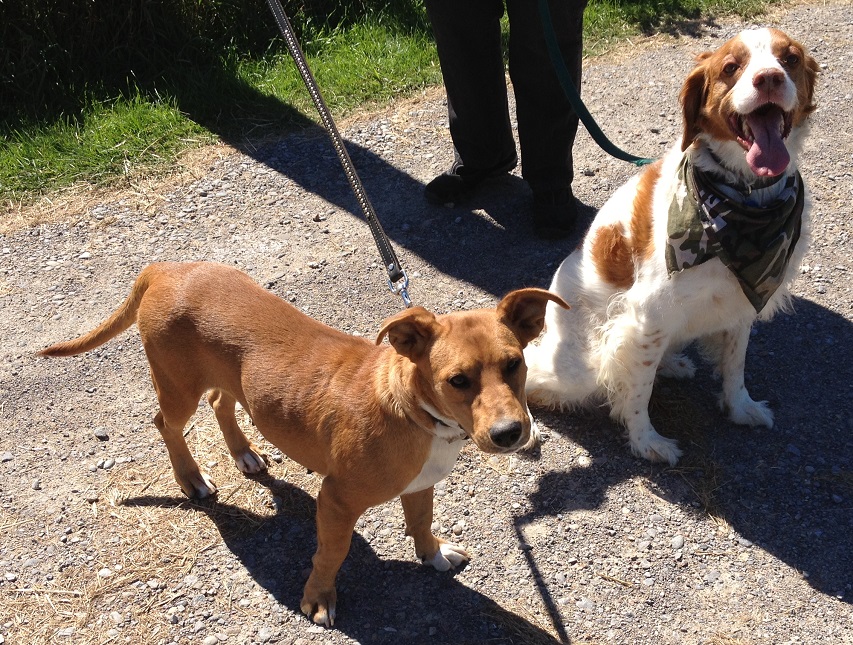 Maggie and Xander on an introductory walk before we adopted her