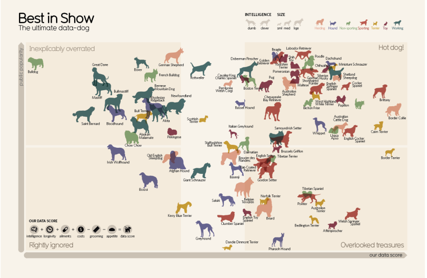 Top dog infographic
