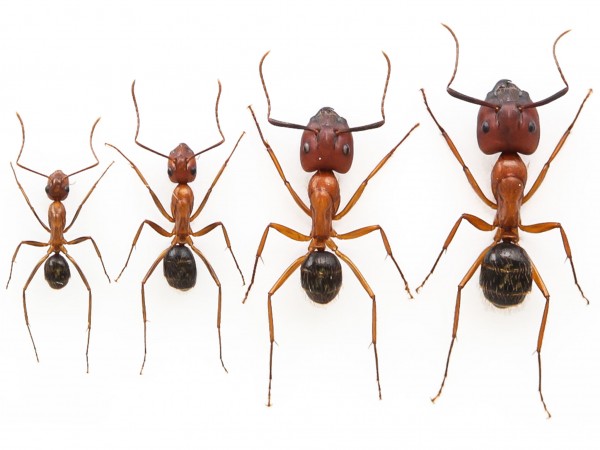 Florida carpenter ants